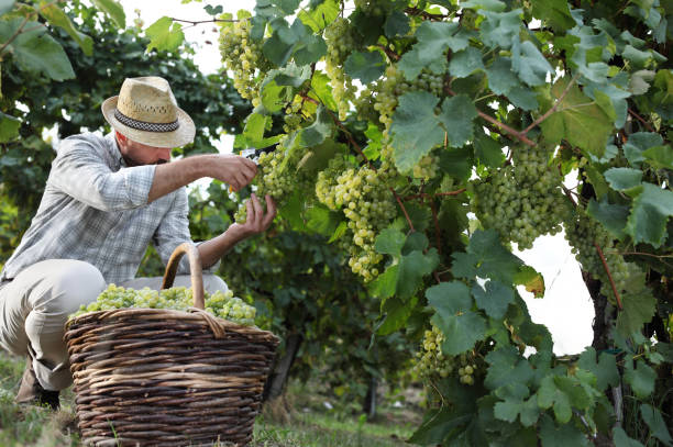 istock Wine Harvest Worker Cutting White Grapes from Vines with wicker basket full 840604056