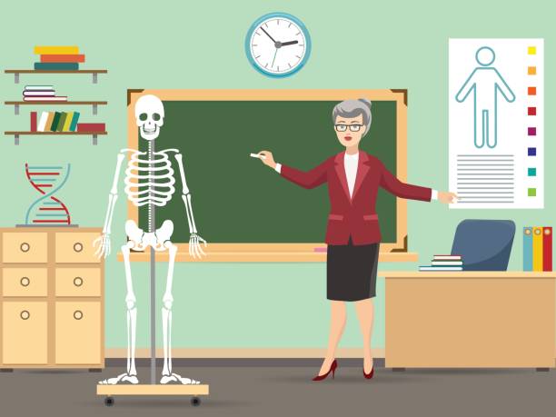 Classroom with human skeleton and teacher Classroom with human skeleton and teacher, vvector illustration human skeleton classroom stock illustrations