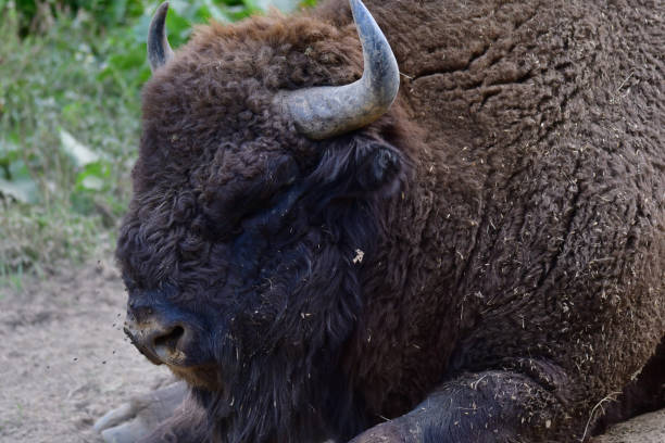 istock European bison on the forest sand 840606548