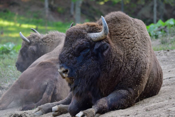 istock European bison on the forest sand 840606554