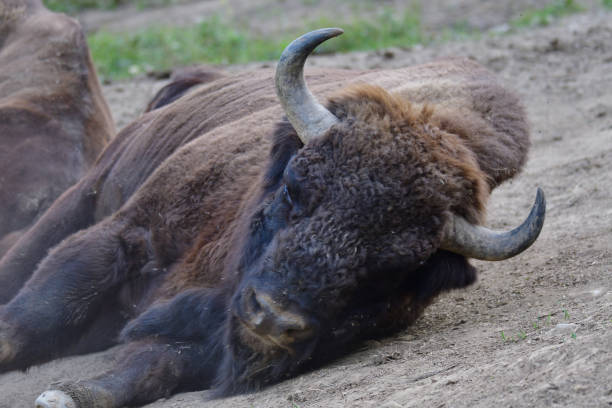 istock European bison on the forest sand 840607368