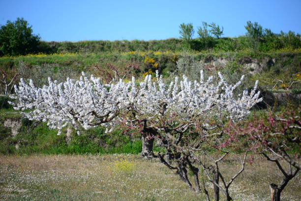 istock Cherries on the tree - cherry blossom in Spain 840610800