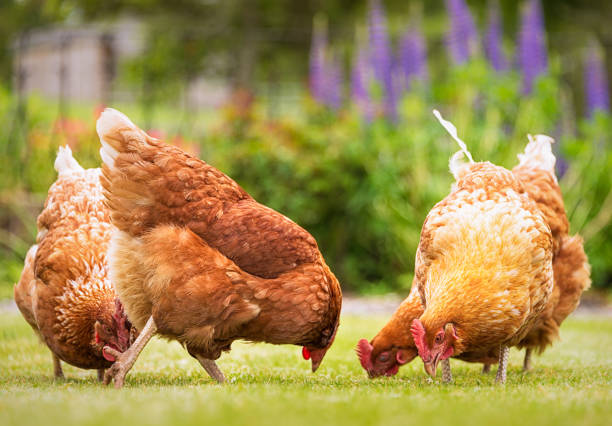 Group of free-range hens foraging for food A group of free range hen searching for food on a grass lawn. feeding chickens stock pictures, royalty-free photos & images