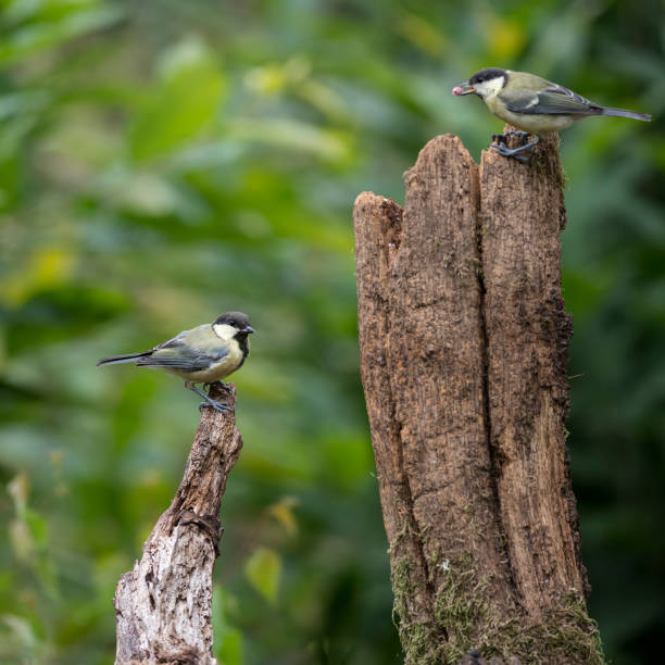 istock Beautiful Great Tit bird Parus Major on tree stump in forest landscape setting 840611350