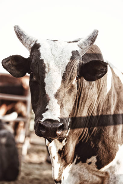 istock Brahma Bull In Pen Before Rodeo 840614658