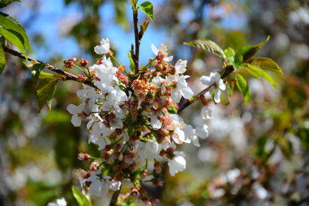 istock Cherries on the tree - cherry blossom in Spain 840617256