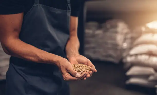 Photo of Hands of master brewer with barley seeds