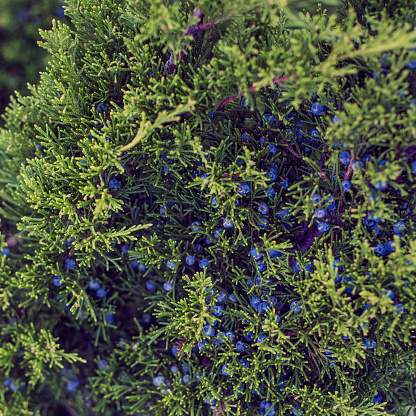 Arborvitae juniper with blue berries. The source of essential oils and tannins.Arborvitae juniper with blue berries. The source of essential oils and tannins.