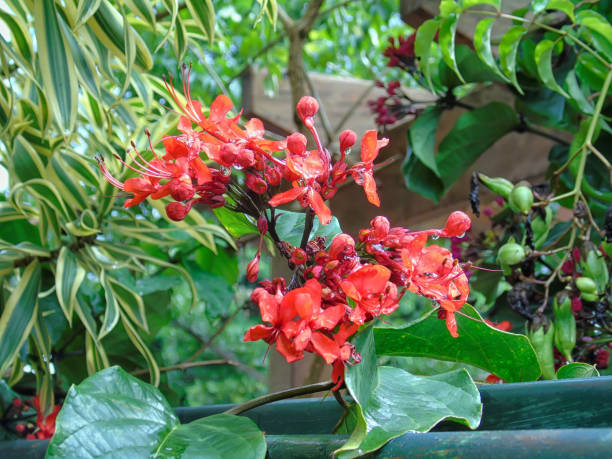 istock Clerodendron speciosissimum 840622516