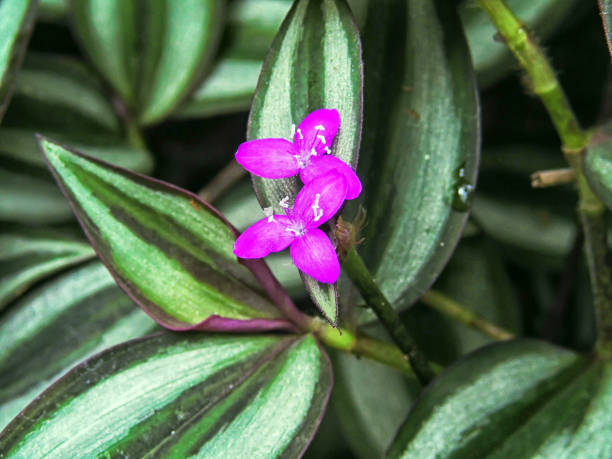 istock Tradescantia zebrina 840622672