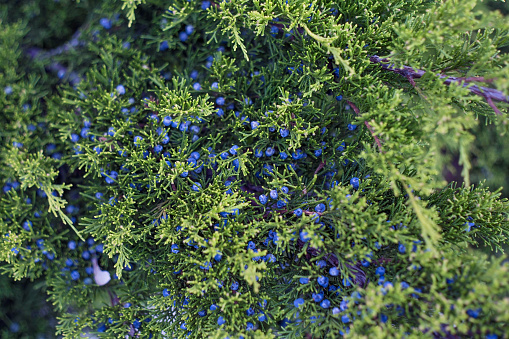 Arborvitae juniper with blue berries. The source of essential oils and tannins.Arborvitae juniper with blue berries. The source of essential oils and tannins.