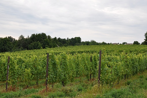 Green lush vineyard in Michigan.