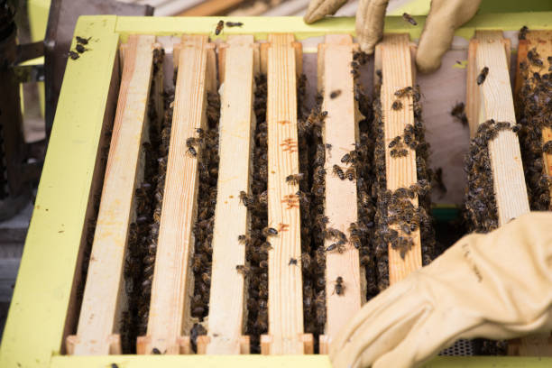 istock Frames of a bee hive. Beekeeper harvesting honey. Beekeeper Inspecting Bee Hive 840627748