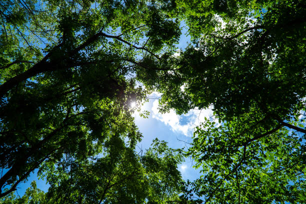 istock Green Natural Beech Tree Forest illuminated by Sunbeams 840632236