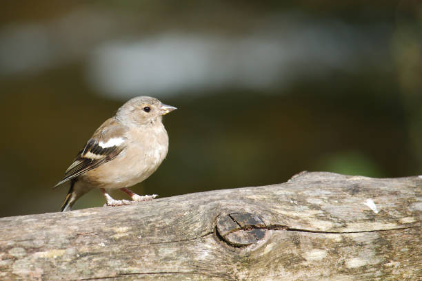 istock A female chaffinch perched on a branch. 840632752