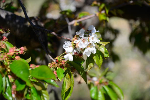 istock Cherries on the tree - cherry blossom in Spain 840632764