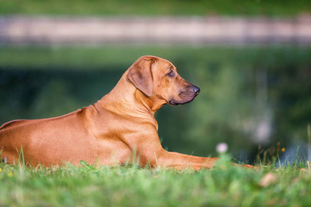 istock Beautiful rhodesian ridgeback dog on a nature background. 840632936