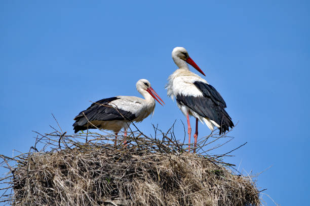 istock Masuria region in Poland,Paradise for Storks 840635244