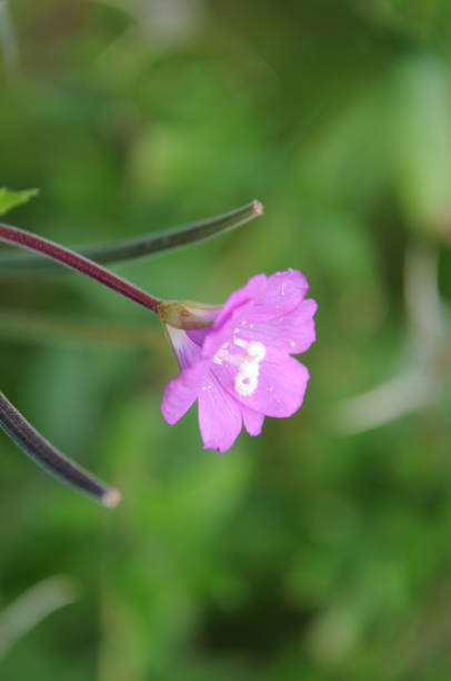 istock blossom of a fireweed 840635354