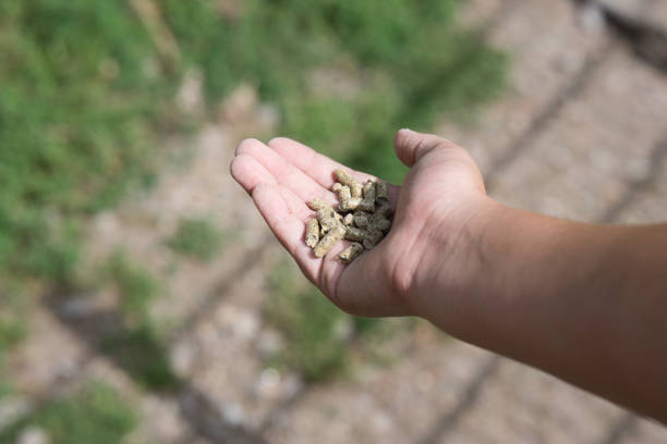 istock Hand holding animal food 840635452