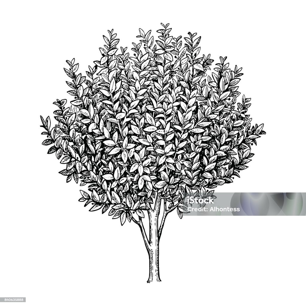 Bay laurel tree. Bay laurel branch. Ink sketch isolated on white background. Hand drawn vector illustration. Retro style. Tree stock vector