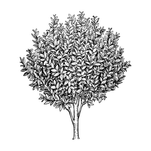 Bay laurel tree. Bay laurel branch. Ink sketch isolated on white background. Hand drawn vector illustration. Retro style. bay tree stock illustrations