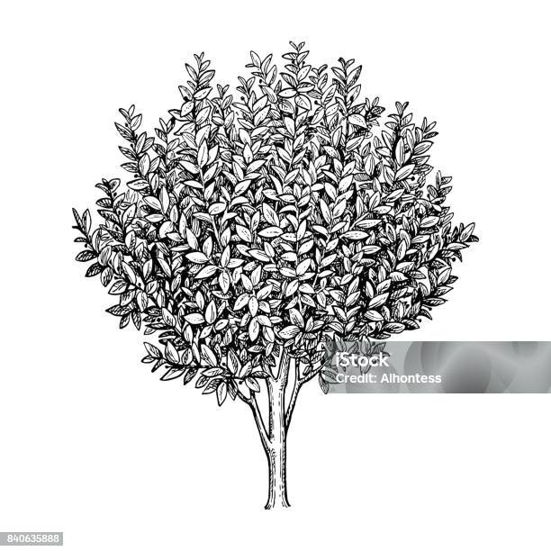 Bay Laurel Tree Stock Illustration - Download Image Now - Tree, Engraving, Engraved Image