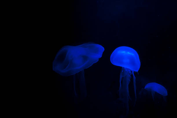 istock Beautiful blue jellyfishes on black background. 840639124