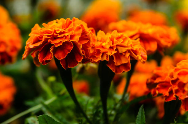 mexicn tagetes (tagetes erecta, calêndula asteca) em um canteiro de flores - petal bud plant agriculture - fotografias e filmes do acervo