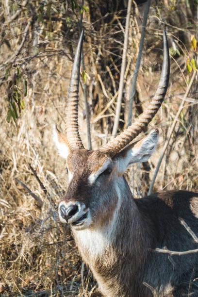 istock Waterbuck chewing grass in the morning. 840640332