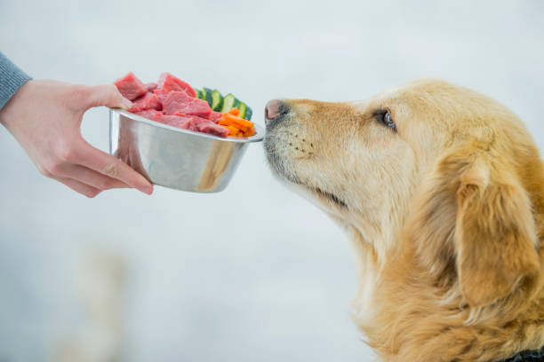 栄養バランスの整った食事 - dog vegetable carrot eating ストックフォトと画像