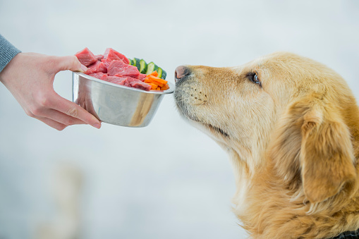 Dogs Food Pictures | Download Free Images on Unsplash pet-friendly dinner