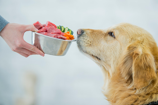 A purebred golden retriever dog is sitting indoors, in front of it is a bowl of raw, healthy food. The bowl consists of raw meat, carrots, and zucchini, illustrating the concept of a healthy diet for the dog.