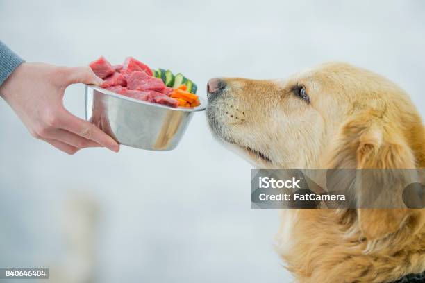 Balanced Diet Stock Photo - Download Image Now - Dog, Eating, Raw Food