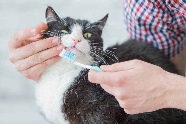 istock Feline Dental Health 840646414