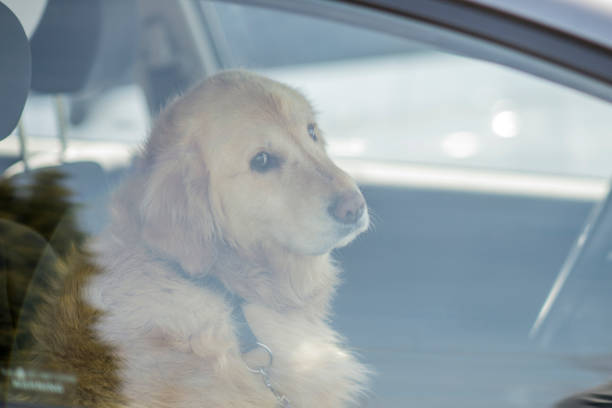 A purebred golden retriever dog is seen in a car with the windows rolled up. The car is too hot for the dog and the dog is trapped and being hurt, illustrating that pets should not be left in hot vehicles.