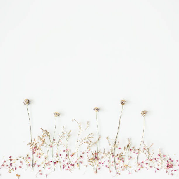 istock Dry flowers on a background. Flat lay 840647552
