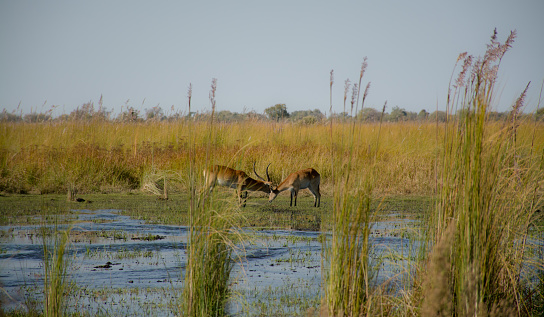 Rec lechwe in Okavango Moremi, Botswana