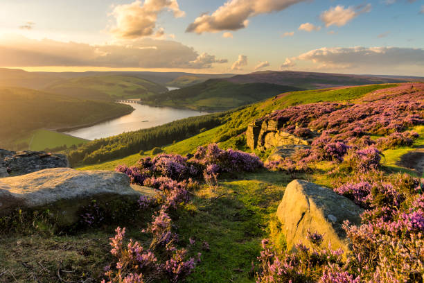 Peak District Sunset With Heather. Beautiful evening light on a summer evening at Bamford Edge in the Peak District National Park. peak district national park photos stock pictures, royalty-free photos & images