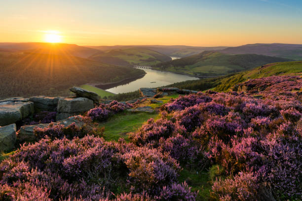 Bamford Edge Sunset With Vibrant Purple Heather. Vibrant heather being illuminated with golden light at Bamford Edge in the English Peak District. peak district national park photos stock pictures, royalty-free photos & images