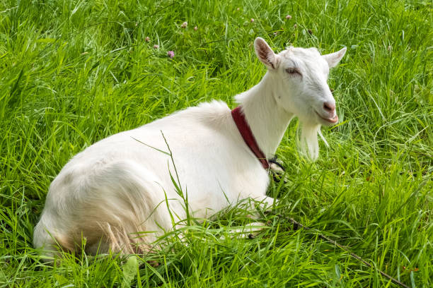 istock Goats grazing on the farm meadow 840655130