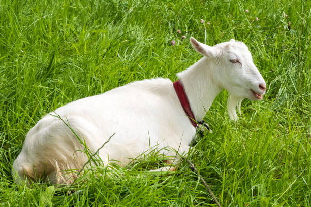 istock Goats grazing on the farm 840655222