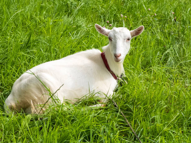 istock Goats grazing on the meadow 840655326