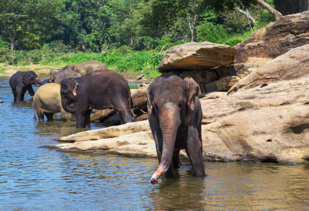 parco elefante dello sri lanka pinnawala - safari animals asia palm tree animals in the wild foto e immagini stock