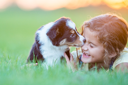 A young girl of mixed ethnicity is playing in a rural field with a pet purebred border collie puppy. She smiles at the camera with the summer sunset behind her.