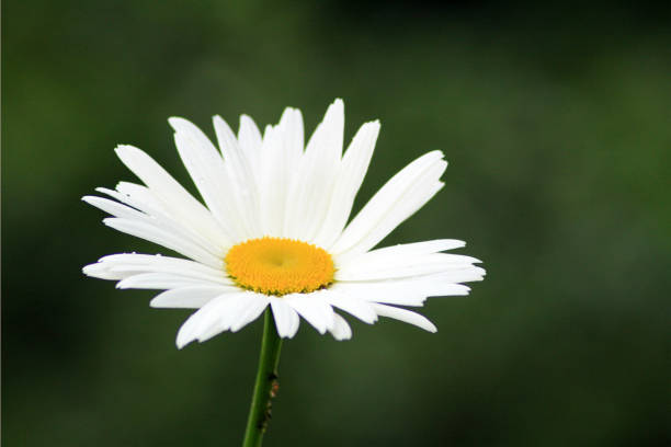 istock Large Daisy in a British Garden 840659178