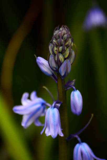 istock Springtime Blue Bells bulb flower close up 840662132