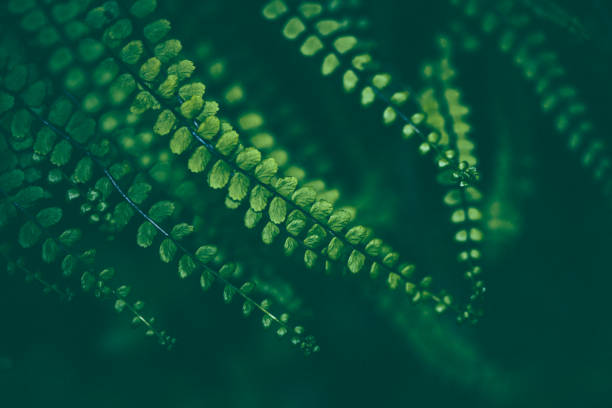 fern hintergrund - natural pattern fern frond green stock-fotos und bilder