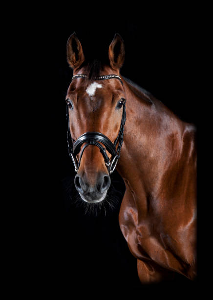 istock Riding horse head black background 840664424
