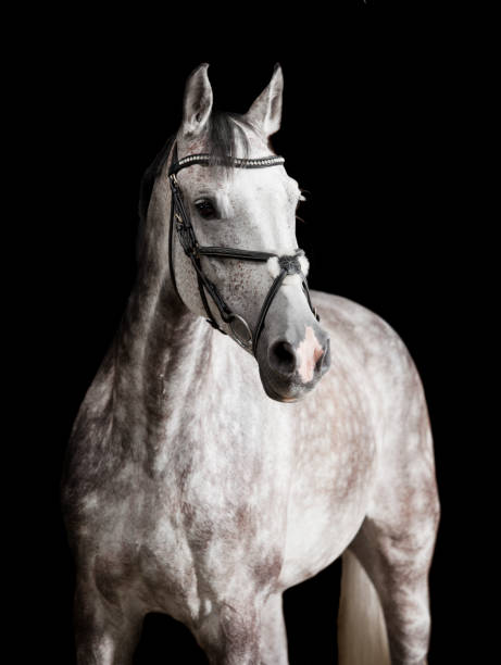 istock White riding horse against black background 840664776